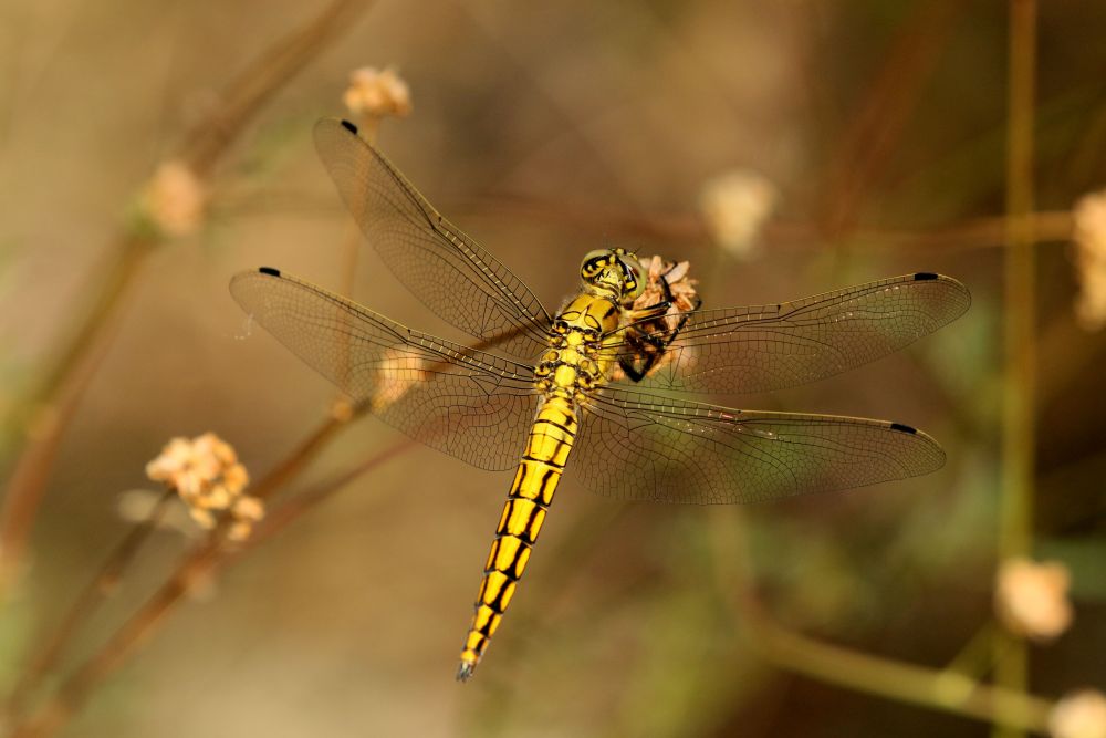 Orthetrum cancellatum,  maschio immaturo